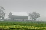 Barn In Fog & Rain_04851